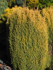 Juniperus communis 'Suecica Aurea' 